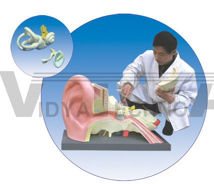 The expansion model of ear